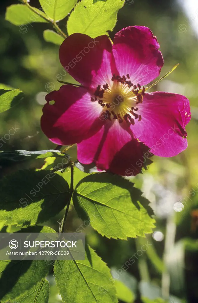 alpine rose , Rosa pendulina