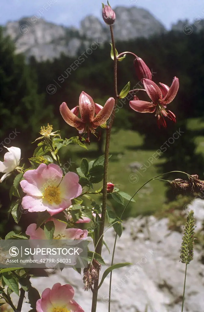 alpine rose and Turk's cap lily