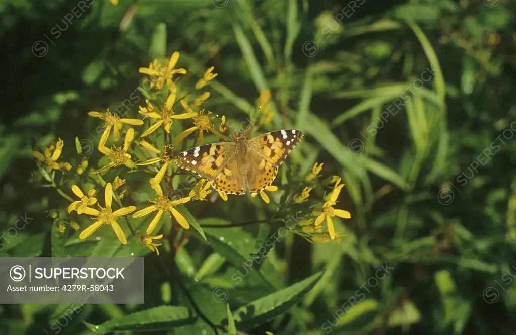 butterfly on Yellow Star-of-Bethlehem , Gagea lutea