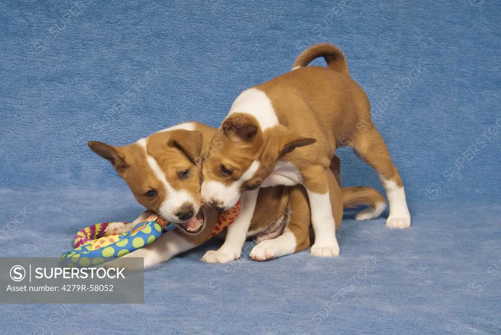 two basenji puppies - with toy