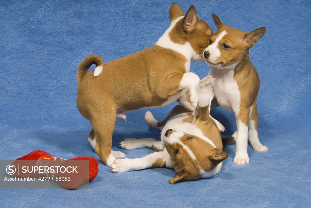 three basenji puppies - playing