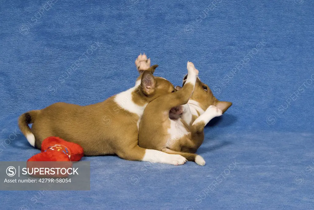 two basenji puppies - playing