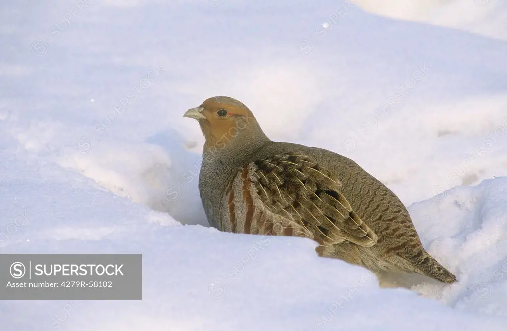 Grey Partridge - standing in snow , Perdix perdix