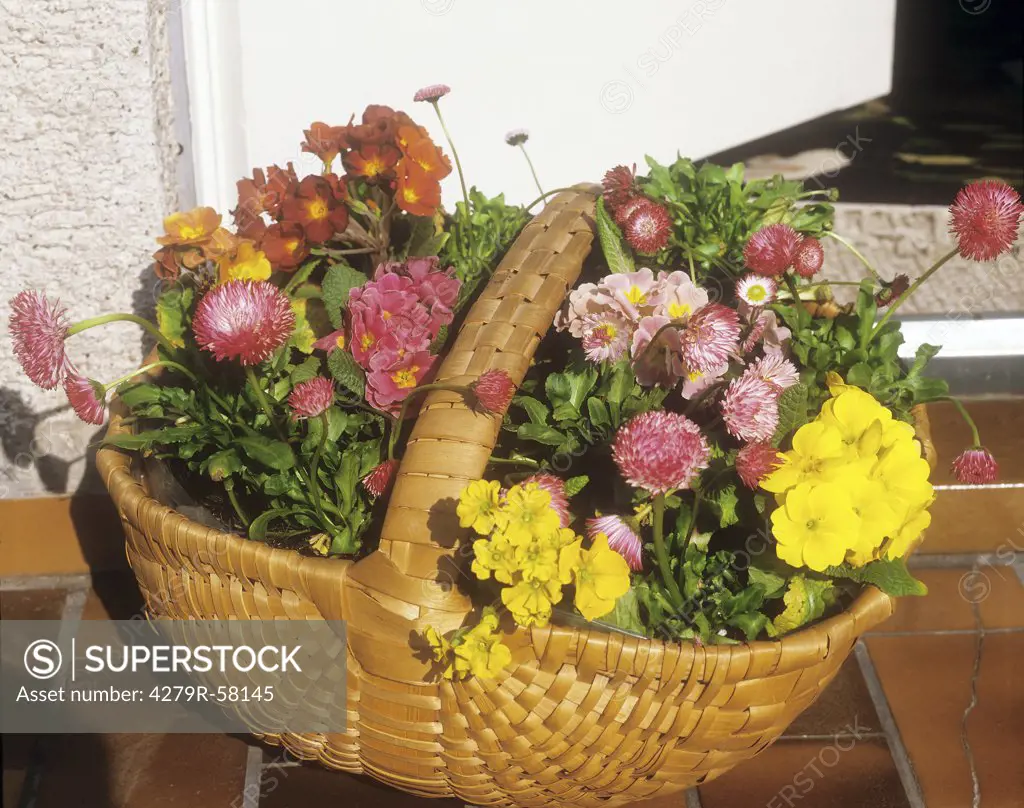basket with daisies and primroses