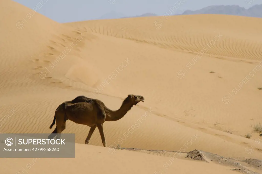Dromedary - walking in the desert