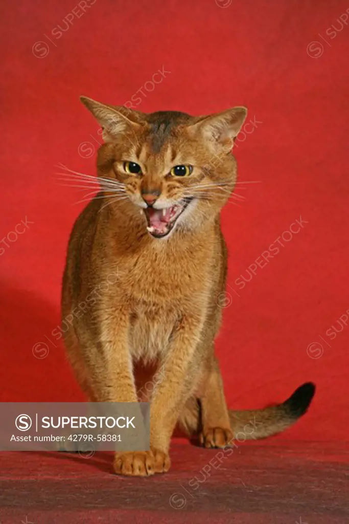 Abyssinian cat - standing