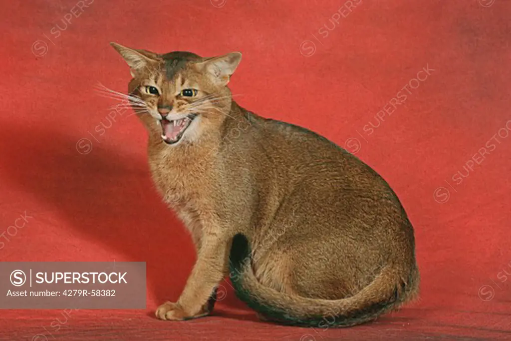 Abyssinian cat - sitting