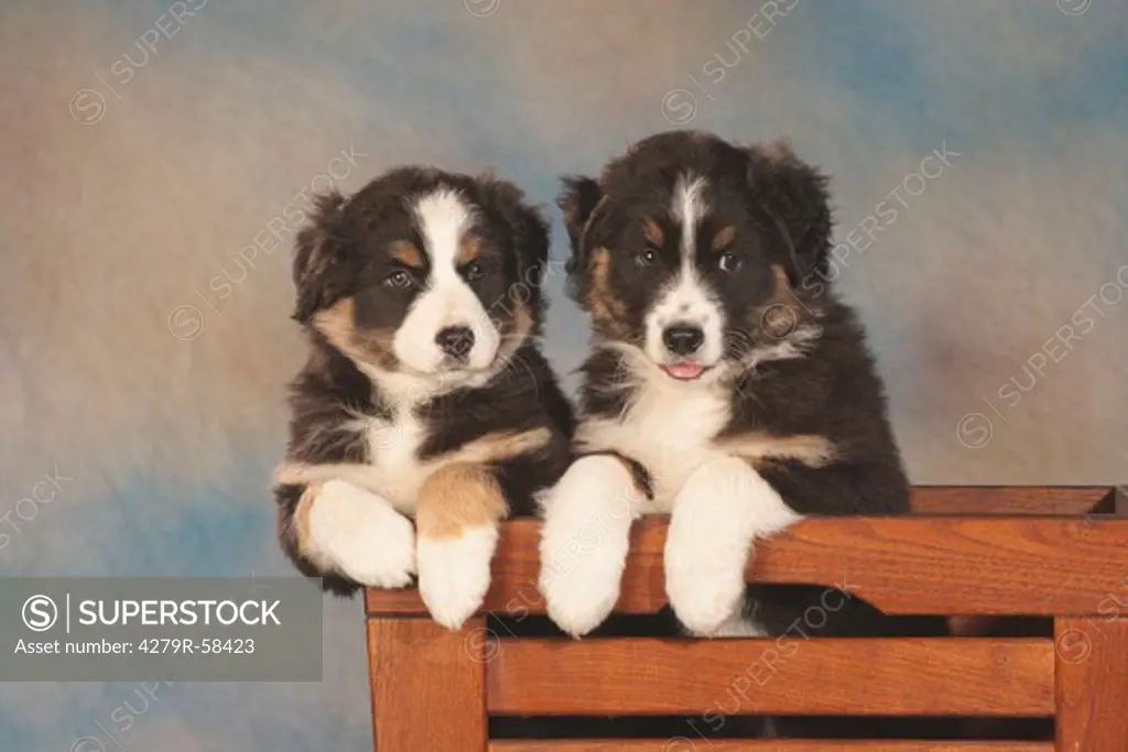two australian shepherd puppies - sitting in chest