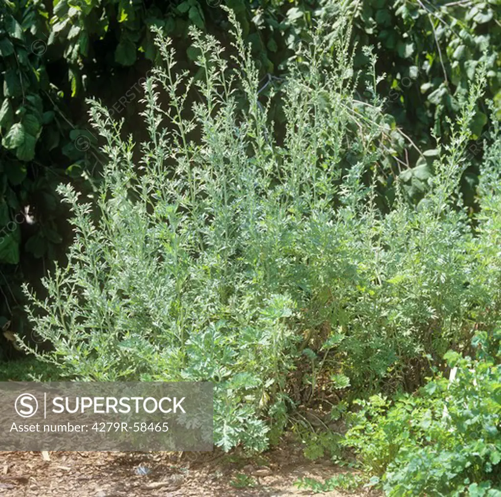 Absinthe Wormwood , Artemisia absinthium