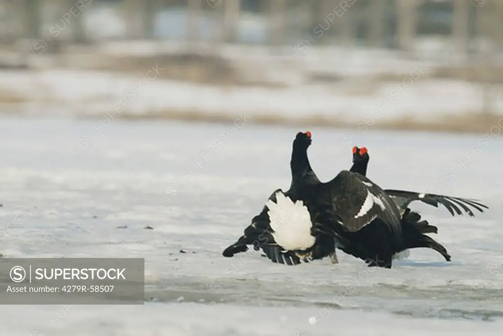 two Black Grouse (male) - fighting in snow , Tetrao tetrix