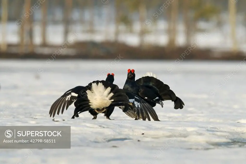 two male Black Grouses in snow , Tetrao tetrix