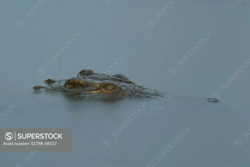 nile crocodile - in water , Crocodylus niloticus
