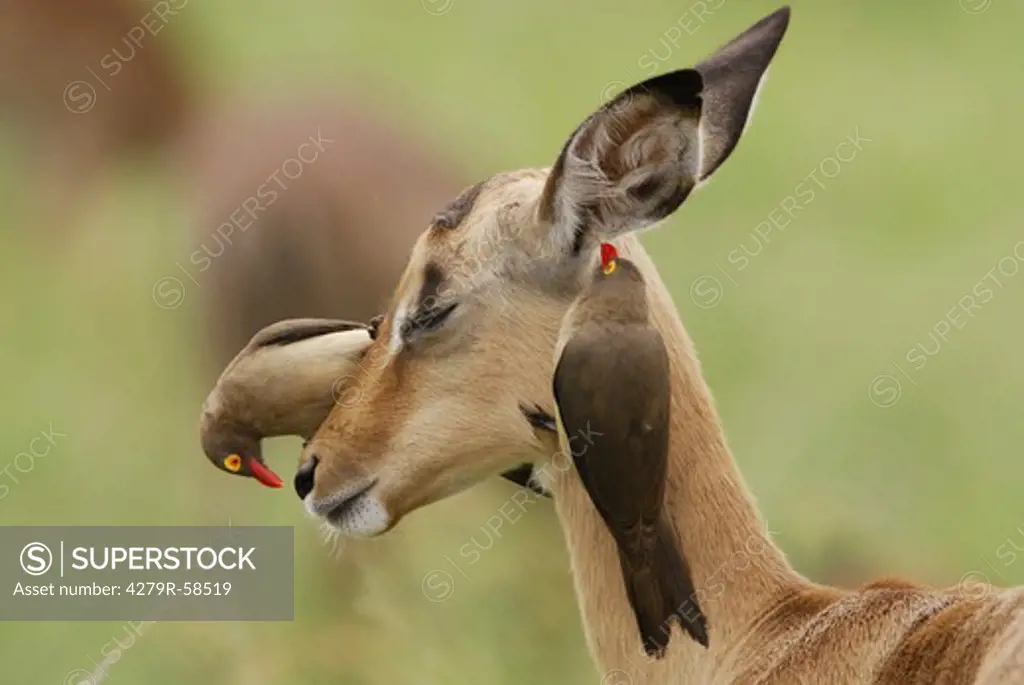 impala with two Red-billed Oxpeckers , Buphagus erythrorhynchus