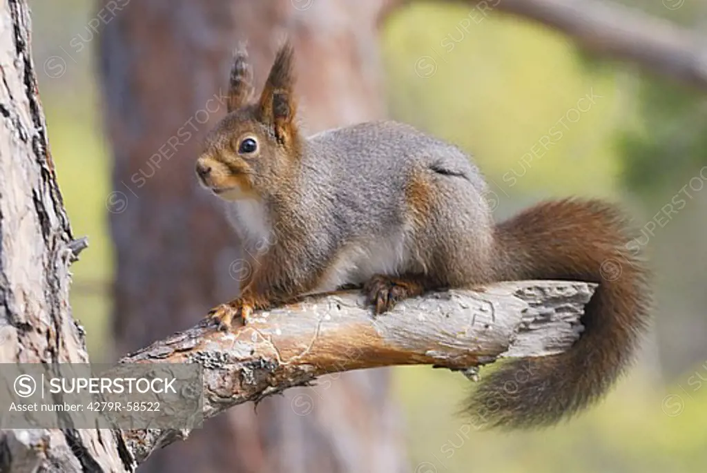 red squirrel - sitting on branch , Sciurus vulgaris