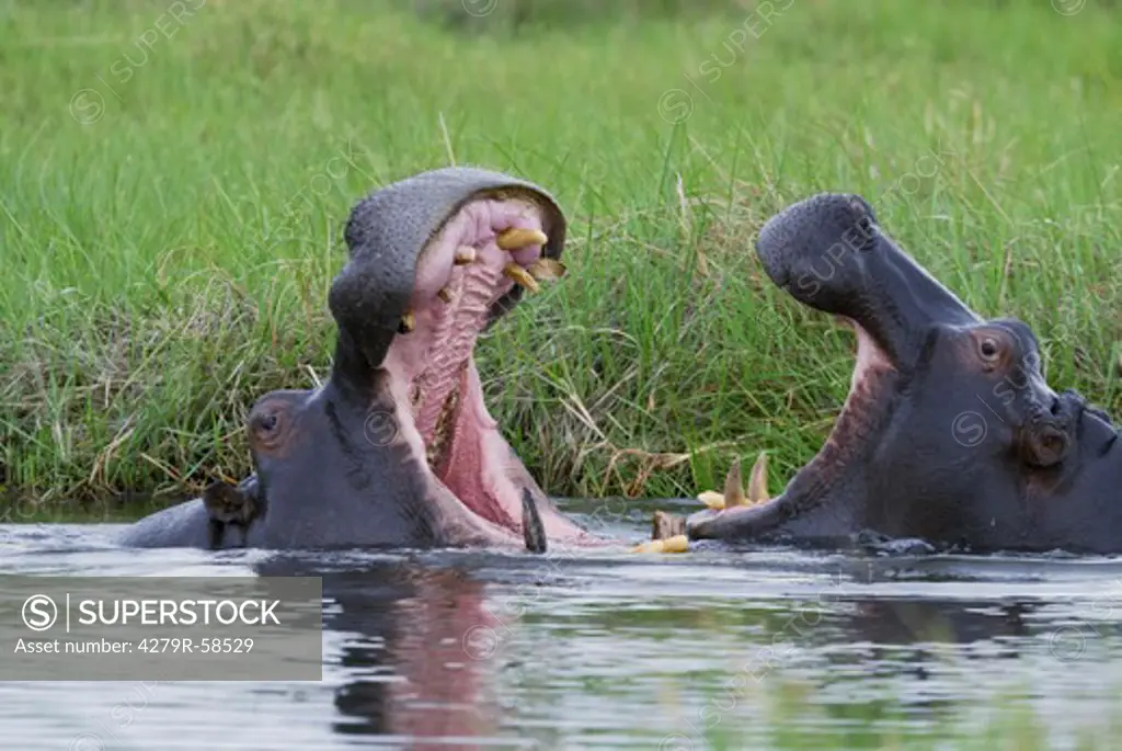 two hippopotamuses - in water , Hippopotamus amphibius