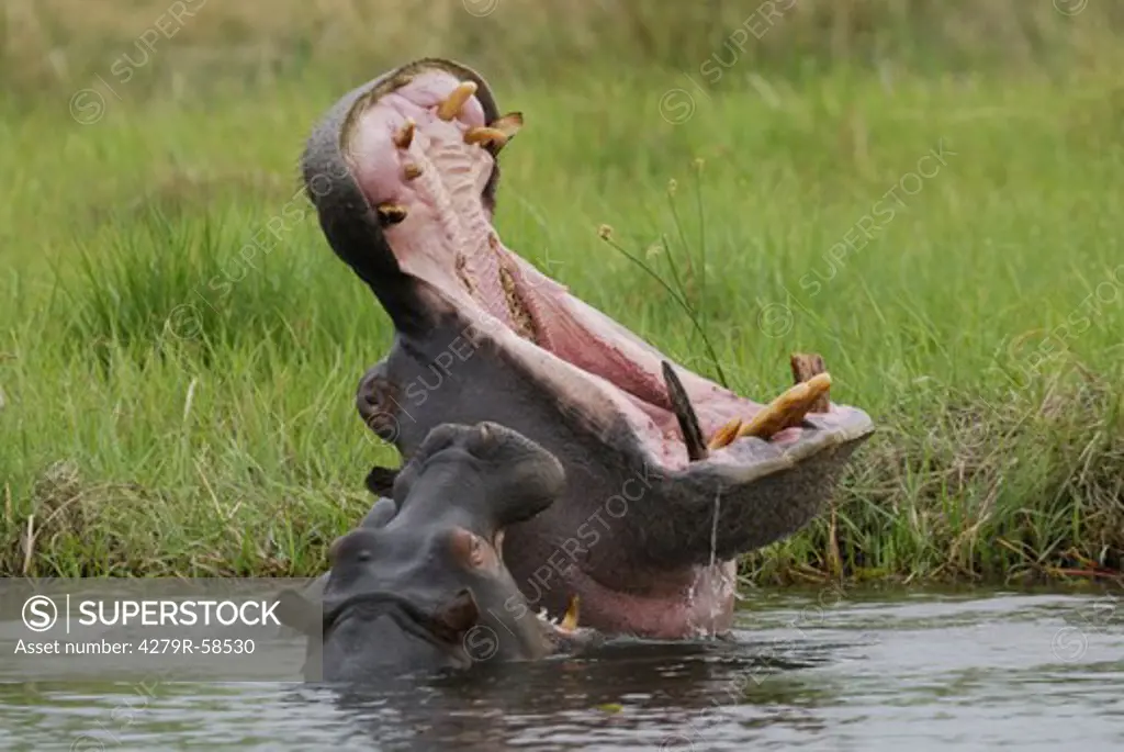 hippopotamus with cub - in water , Hippopotamus amphibius