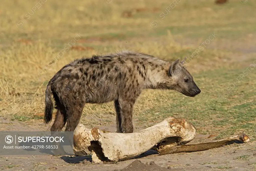 spotted hyena - standing , Crocuta crocuta