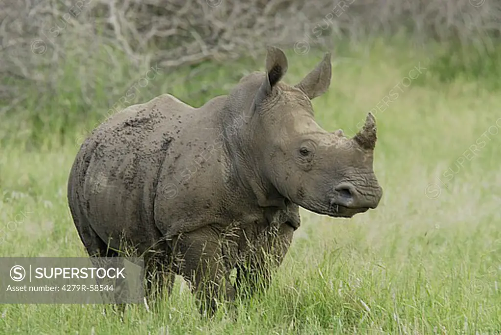 young White Rhinoceros - standing on meadow , Ceratotherium simum