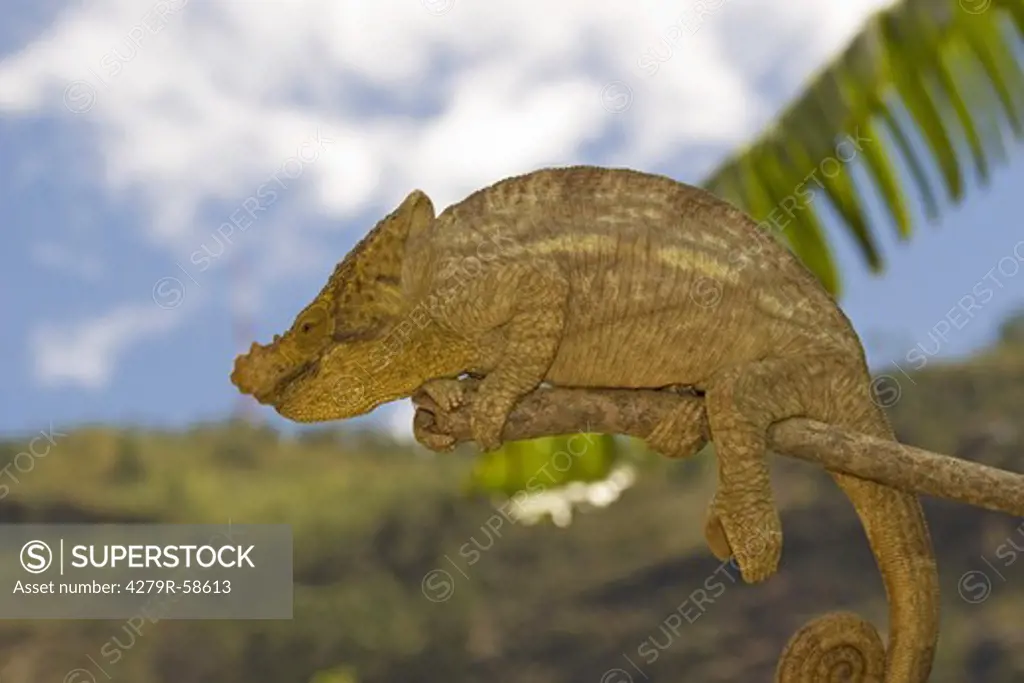 Parson's chameleon - sitting on branch , Calumma parsonii