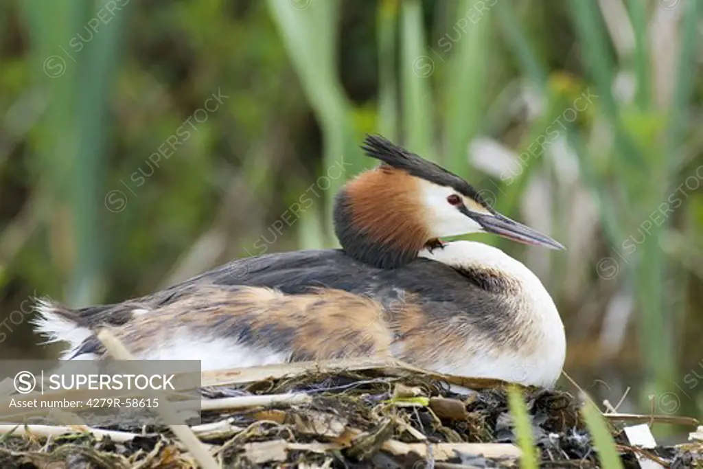 great crested grebe in nest , Podiceps cristatus