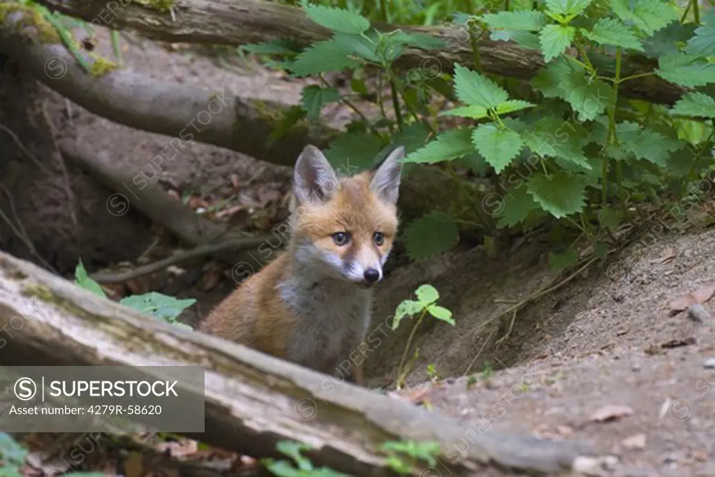 young red fox , Vulpes vulpes