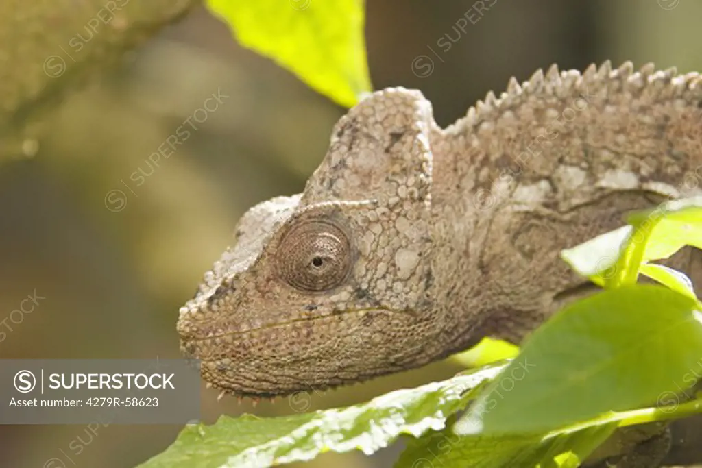 Warty Chameleon , Furcifer Verrucosus