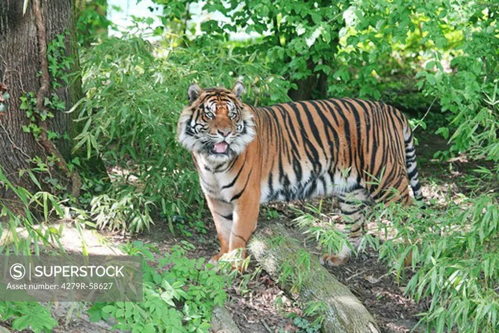 Sumatran tiger , Panthera tigris sumatrae