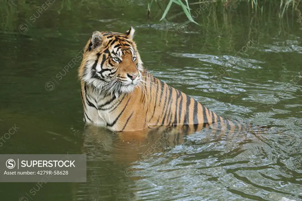 Sumatran tiger in water , Panthera tigris sumatrae