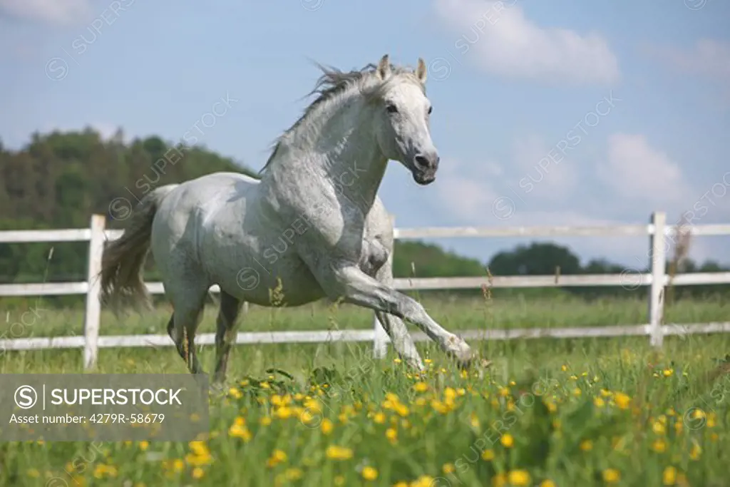 andalusian horse - galloping on meadow