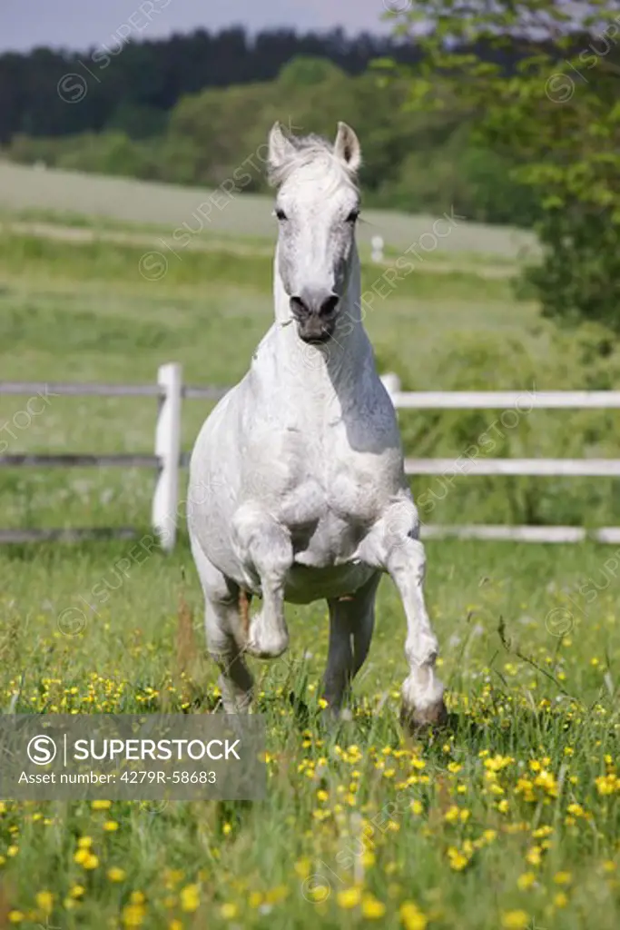 andalusian horse - galloping on meadow