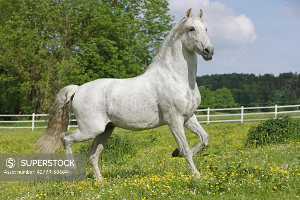 andalusian horse - trotting on meadow