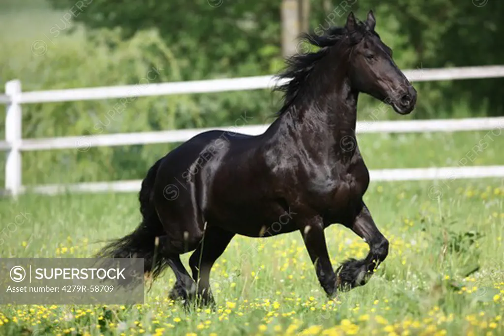 friesian horse - galloping on meadow