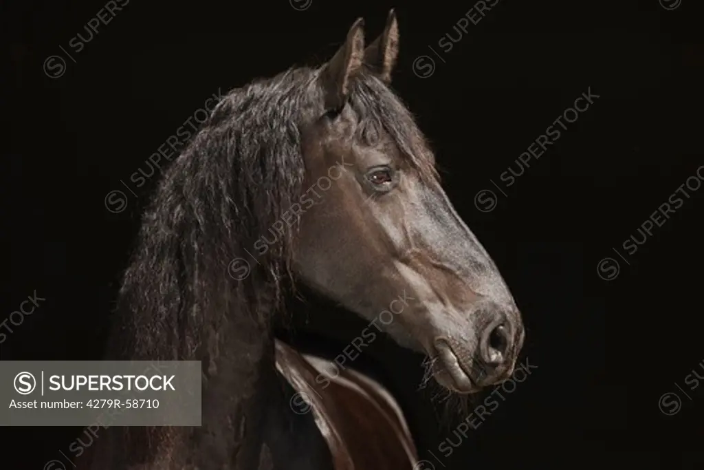 friesian horse - portrait