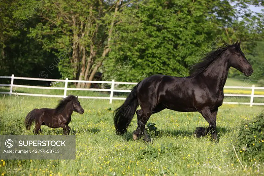 friesian horse and shetland pony - walking on meadow