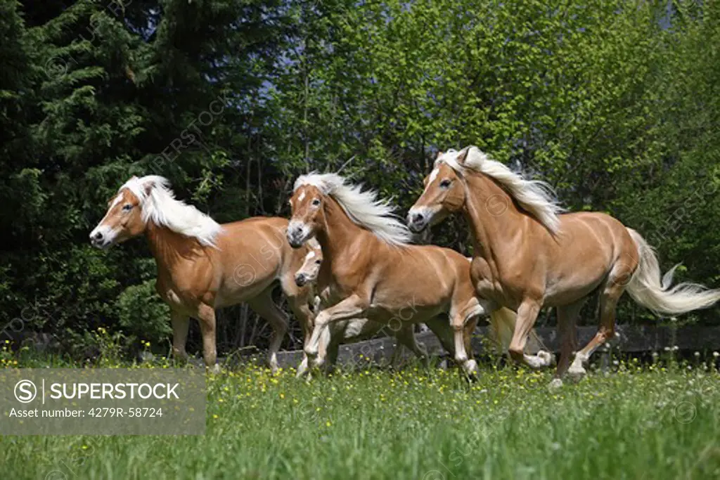 three haflinger horses - galloping on meadow
