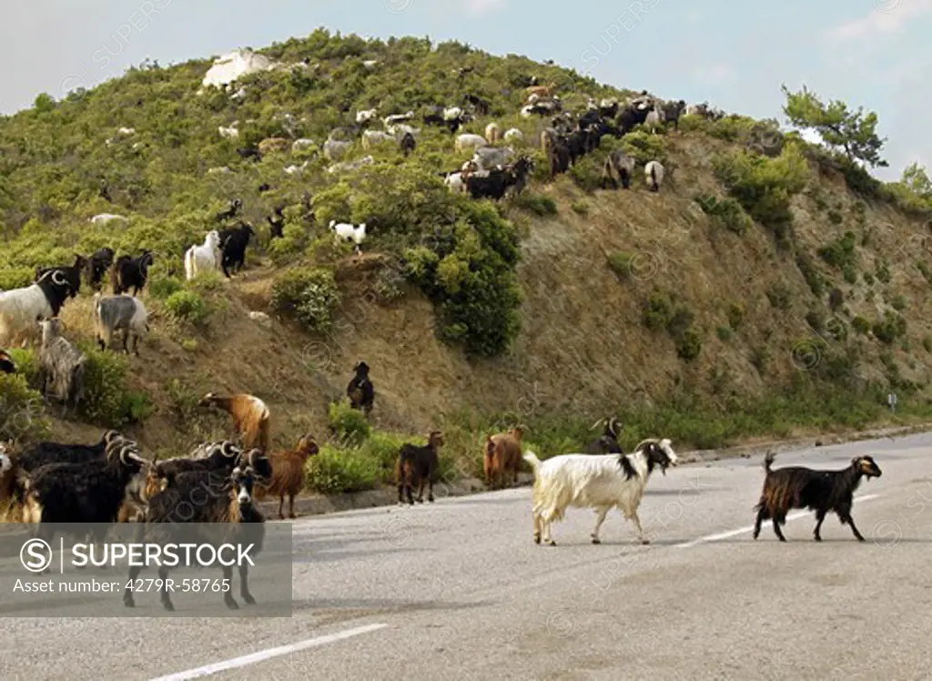 herd of goats on road
