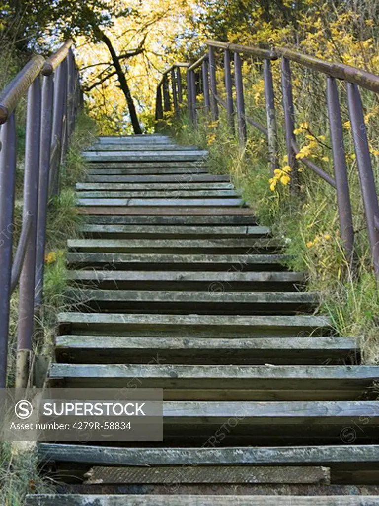 Treppenstufen im Wald , stairs in forest