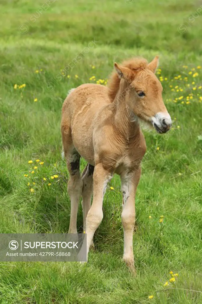 Icelandic horse - foal standing on meadow