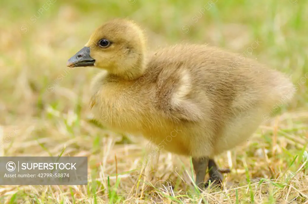 greylag goose - gosling standing on meadow