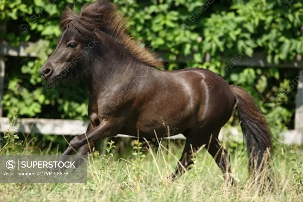 American Miniature Horse - galloping on meadow