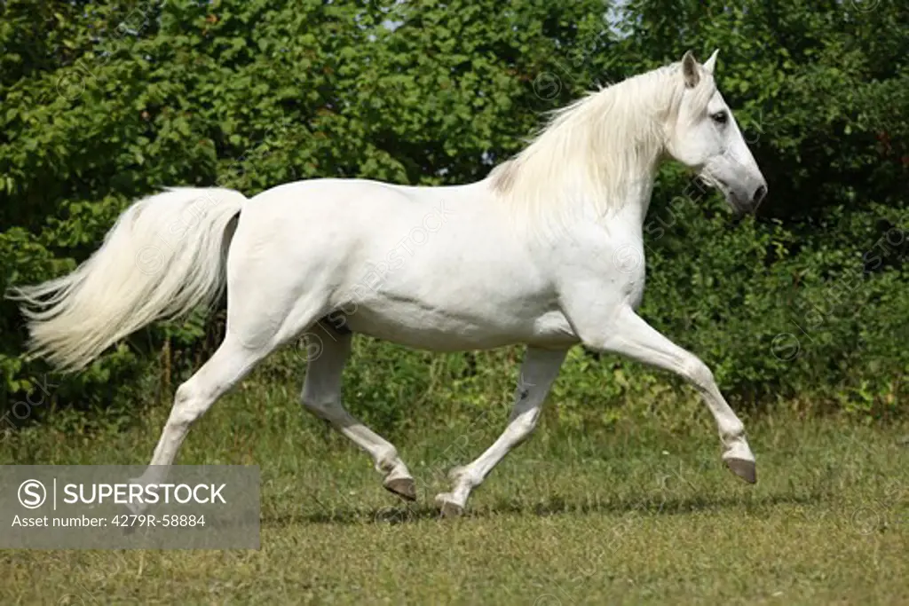andalusian horse - trotting on meadow