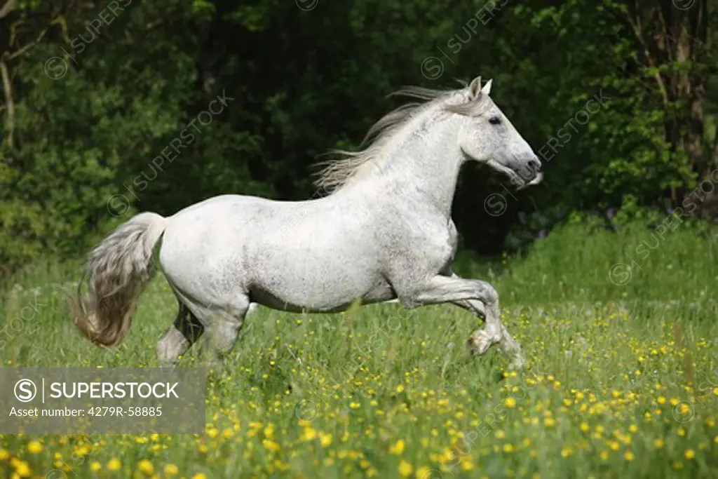 andalusian horse - running on meadow