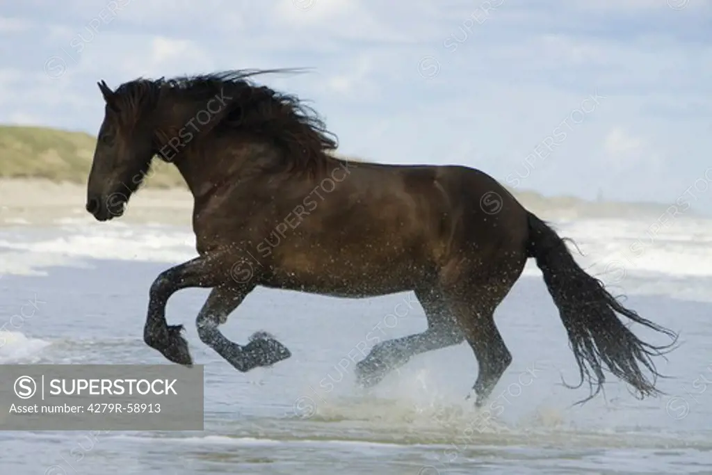 friesian horse - galloping in the ocean