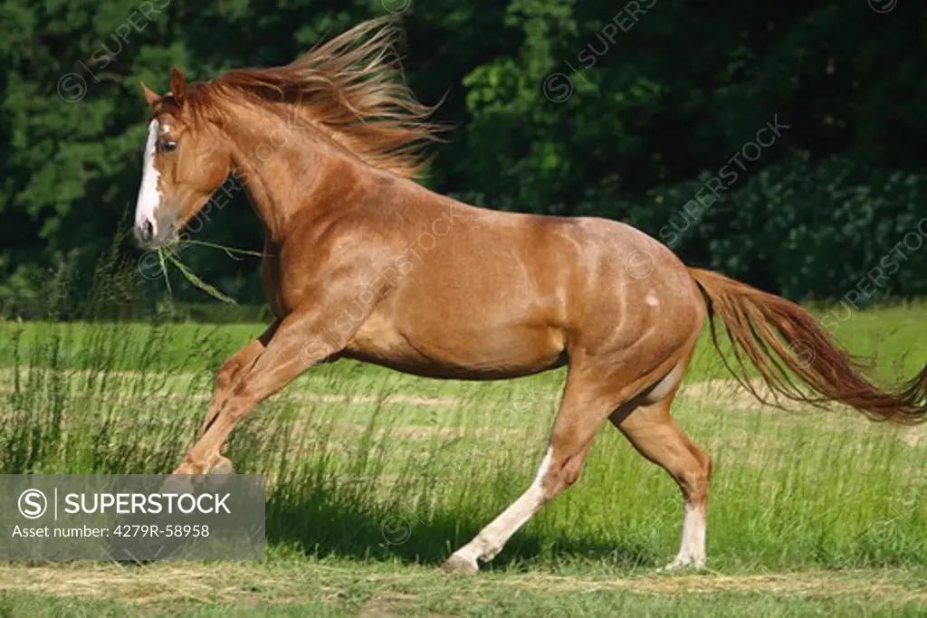 Quarter Horse - galloping on meadow