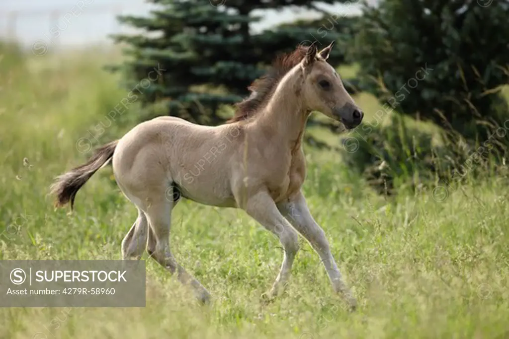Quarter Horse foal - running on meadow