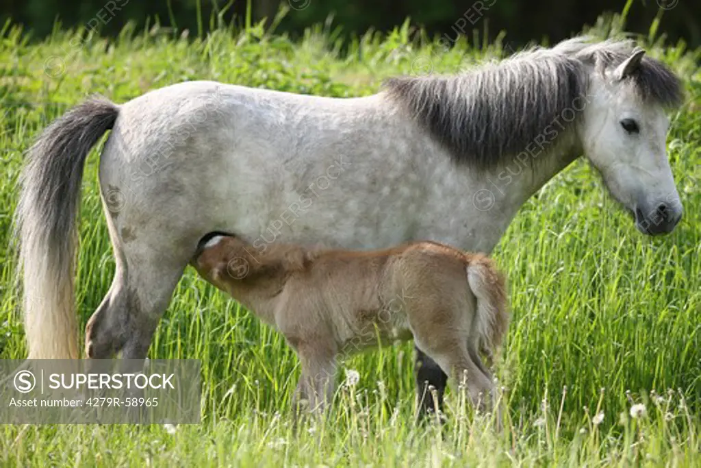 Shetlandpony mare with foal - suckling