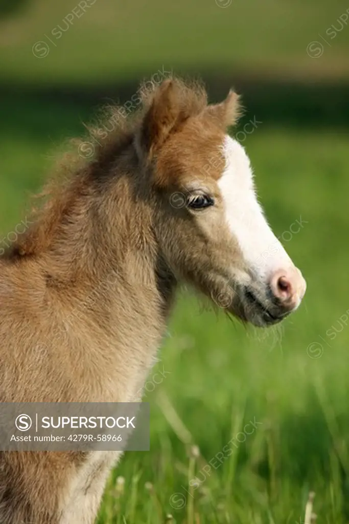 Shetlandpony foal - portrait