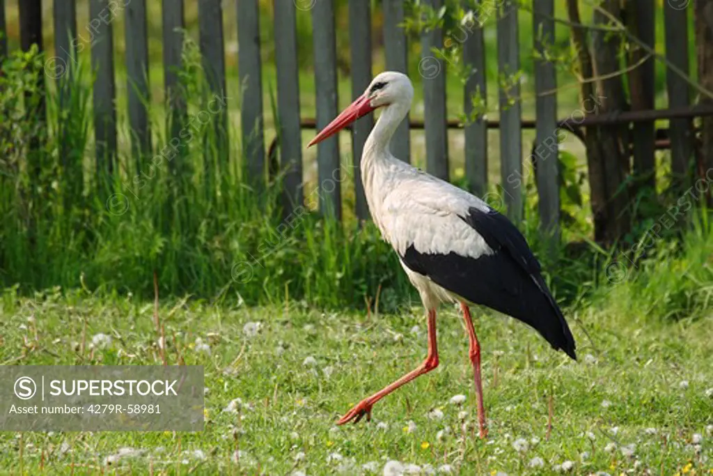 white stork - walking on meadow , Ciconia ciconia