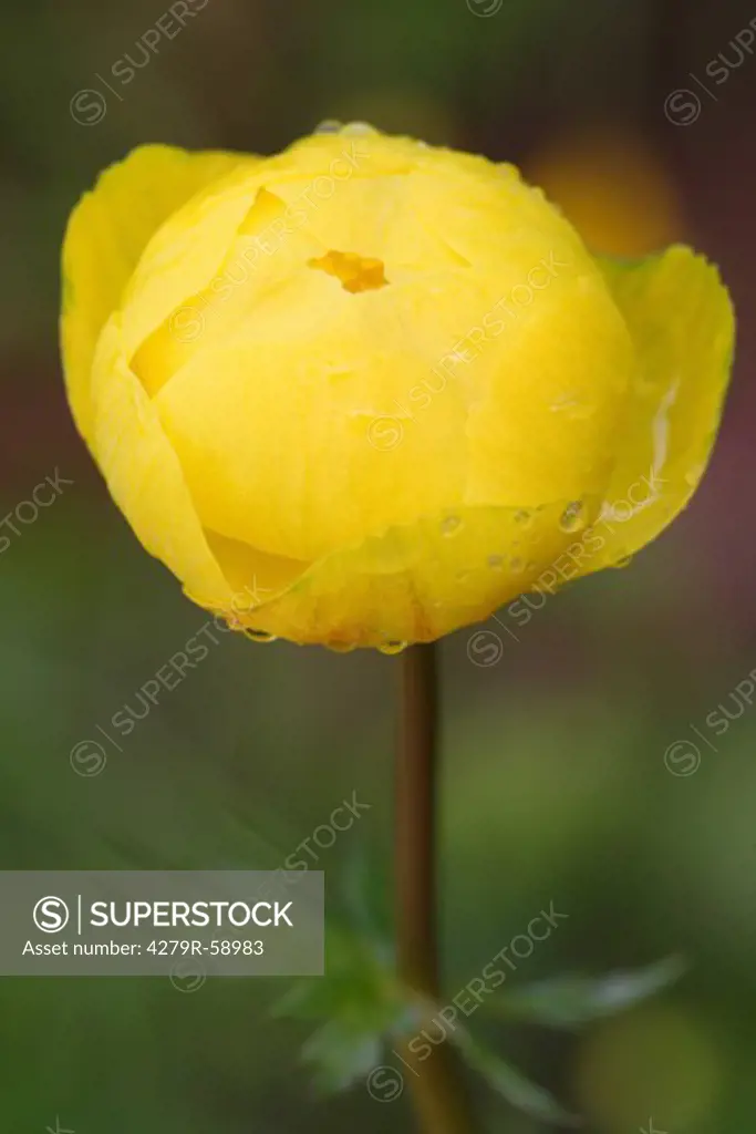 globe-flower , Trollius europaeus