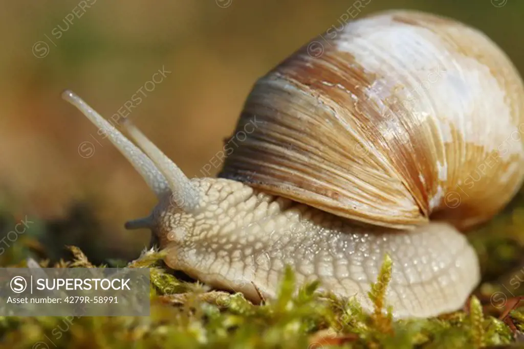 roman snail - on moss , Helix pomatia